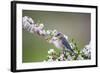 Eastern Bluebird Female in Crabapple Tree, Marion, Illinois, Usa-Richard ans Susan Day-Framed Photographic Print