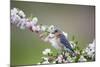 Eastern Bluebird Female in Crabapple Tree, Marion, Illinois, Usa-Richard ans Susan Day-Mounted Photographic Print