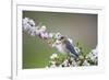 Eastern Bluebird Female in Crabapple Tree, Marion, Illinois, Usa-Richard ans Susan Day-Framed Photographic Print