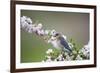 Eastern Bluebird Female in Crabapple Tree, Marion, Illinois, Usa-Richard ans Susan Day-Framed Photographic Print