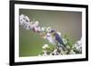 Eastern Bluebird Female in Crabapple Tree, Marion, Illinois, Usa-Richard ans Susan Day-Framed Photographic Print