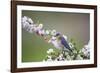 Eastern Bluebird Female in Crabapple Tree, Marion, Illinois, Usa-Richard ans Susan Day-Framed Photographic Print