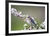 Eastern Bluebird Female in Crabapple Tree, Marion, Illinois, Usa-Richard ans Susan Day-Framed Photographic Print