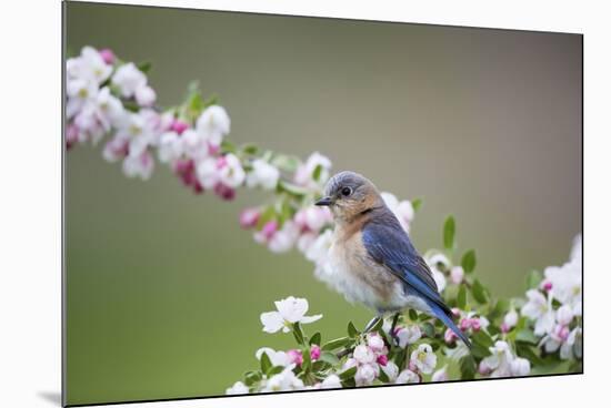 Eastern Bluebird Female in Crabapple Tree, Marion, Illinois, Usa-Richard ans Susan Day-Mounted Photographic Print