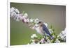 Eastern Bluebird Female in Crabapple Tree, Marion, Illinois, Usa-Richard ans Susan Day-Framed Photographic Print