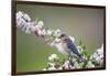 Eastern Bluebird Female in Crabapple Tree, Marion, Illinois, Usa-Richard ans Susan Day-Framed Photographic Print