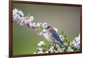 Eastern Bluebird Female in Crabapple Tree, Marion, Illinois, Usa-Richard ans Susan Day-Framed Photographic Print