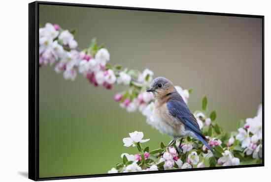 Eastern Bluebird Female in Crabapple Tree, Marion, Illinois, Usa-Richard ans Susan Day-Framed Stretched Canvas