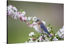 Eastern Bluebird Female in Crabapple Tree, Marion, Illinois, Usa-Richard ans Susan Day-Stretched Canvas