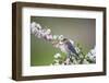 Eastern Bluebird Female in Crabapple Tree, Marion, Illinois, Usa-Richard ans Susan Day-Framed Photographic Print