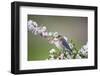 Eastern Bluebird Female in Crabapple Tree, Marion, Illinois, Usa-Richard ans Susan Day-Framed Photographic Print