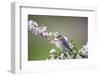 Eastern Bluebird Female in Crabapple Tree, Marion, Illinois, Usa-Richard ans Susan Day-Framed Photographic Print