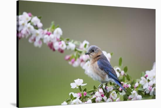 Eastern Bluebird Female in Crabapple Tree, Marion, Illinois, Usa-Richard ans Susan Day-Stretched Canvas