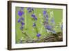 Eastern Bluebird Female in Flower Garden, Marion County, Il-Richard and Susan Day-Framed Photographic Print