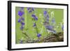 Eastern Bluebird Female in Flower Garden, Marion County, Il-Richard and Susan Day-Framed Photographic Print