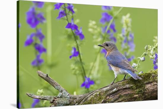 Eastern Bluebird Female in Flower Garden, Marion County, Il-Richard and Susan Day-Stretched Canvas