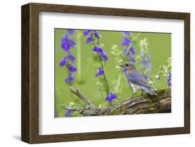 Eastern Bluebird Female in Flower Garden, Marion County, Il-Richard and Susan Day-Framed Photographic Print