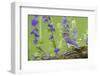 Eastern Bluebird Female in Flower Garden, Marion County, Il-Richard and Susan Day-Framed Photographic Print