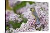 Eastern Bluebird Female in Lilac Bush, Marion, Illinois, Usa-Richard ans Susan Day-Stretched Canvas