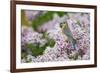 Eastern Bluebird Female in Lilac Bush, Marion, Illinois, Usa-Richard ans Susan Day-Framed Photographic Print