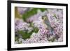 Eastern Bluebird Female in Lilac Bush, Marion, Illinois, Usa-Richard ans Susan Day-Framed Photographic Print