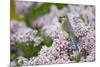 Eastern Bluebird Female in Lilac Bush, Marion, Illinois, Usa-Richard ans Susan Day-Mounted Photographic Print