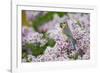 Eastern Bluebird Female in Lilac Bush, Marion, Illinois, Usa-Richard ans Susan Day-Framed Photographic Print