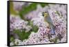 Eastern Bluebird Female in Lilac Bush, Marion, Illinois, Usa-Richard ans Susan Day-Framed Stretched Canvas