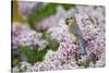 Eastern Bluebird Female in Lilac Bush, Marion, Illinois, Usa-Richard ans Susan Day-Stretched Canvas