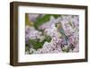 Eastern Bluebird Female in Lilac Bush, Marion, Illinois, Usa-Richard ans Susan Day-Framed Photographic Print