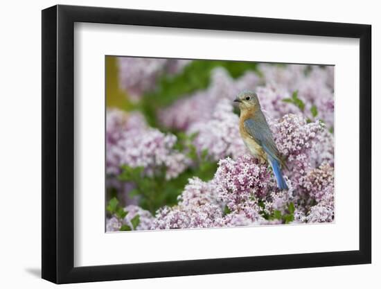 Eastern Bluebird Female in Lilac Bush, Marion, Illinois, Usa-Richard ans Susan Day-Framed Photographic Print