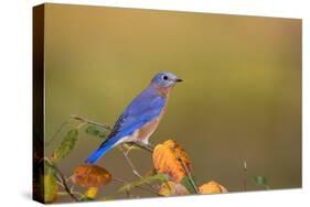 Eastern Bluebird in Serviceberry Bush in Fall, Marion, Illinois, Usa-Richard ans Susan Day-Stretched Canvas