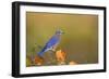 Eastern Bluebird in Serviceberry Bush in Fall, Marion, Illinois, Usa-Richard ans Susan Day-Framed Photographic Print