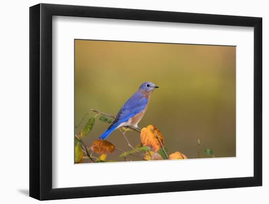 Eastern Bluebird in Serviceberry Bush in Fall, Marion, Illinois, Usa-Richard ans Susan Day-Framed Photographic Print