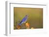 Eastern Bluebird in Serviceberry Bush in Fall, Marion, Illinois, Usa-Richard ans Susan Day-Framed Photographic Print