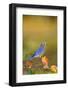 Eastern Bluebird in Serviceberry Bush in Fall, Marion, Illinois, Usa-Richard ans Susan Day-Framed Photographic Print