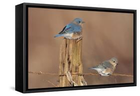 Eastern Bluebird Male and Female in Winter-null-Framed Stretched Canvas