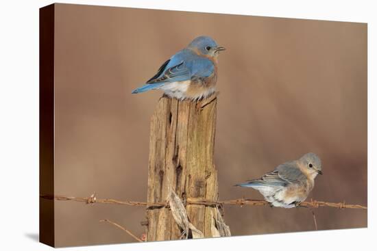 Eastern Bluebird Male and Female in Winter-null-Stretched Canvas
