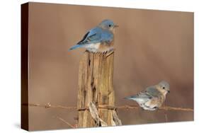 Eastern Bluebird Male and Female in Winter-null-Stretched Canvas