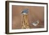 Eastern Bluebird Male and Female in Winter-null-Framed Premium Photographic Print
