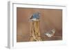 Eastern Bluebird Male and Female in Winter-null-Framed Premium Photographic Print