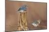 Eastern Bluebird Male and Female in Winter-null-Mounted Premium Photographic Print