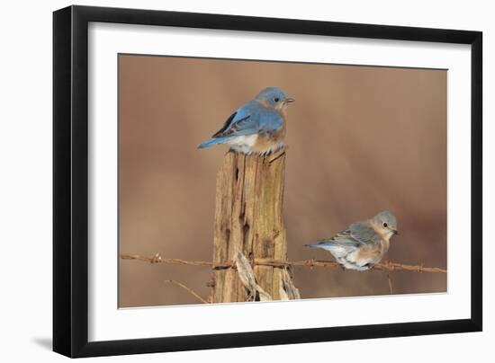 Eastern Bluebird Male and Female in Winter-null-Framed Photographic Print