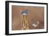 Eastern Bluebird Male and Female in Winter-null-Framed Photographic Print