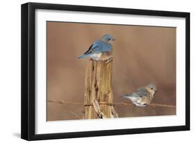 Eastern Bluebird Male and Female in Winter-null-Framed Photographic Print