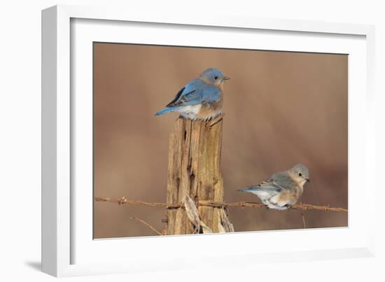 Eastern Bluebird Male and Female in Winter-null-Framed Photographic Print