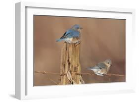 Eastern Bluebird Male and Female in Winter-null-Framed Photographic Print