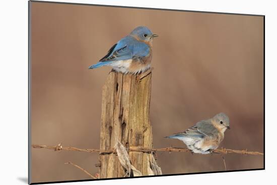 Eastern Bluebird Male and Female in Winter-null-Mounted Photographic Print