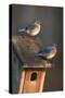 Eastern Bluebird Male and Female on Peterson Nest Box Marion County, Illinois-Richard and Susan Day-Stretched Canvas