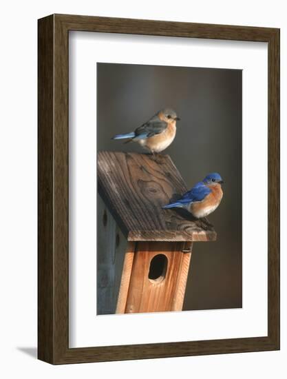 Eastern Bluebird Male and Female on Peterson Nest Box Marion County, Illinois-Richard and Susan Day-Framed Photographic Print